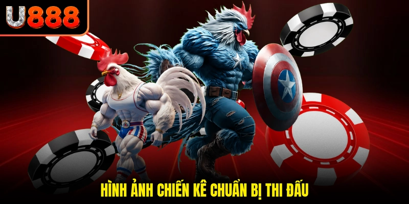 Hình ảnh chiến kê chuẩn bị thi đấu