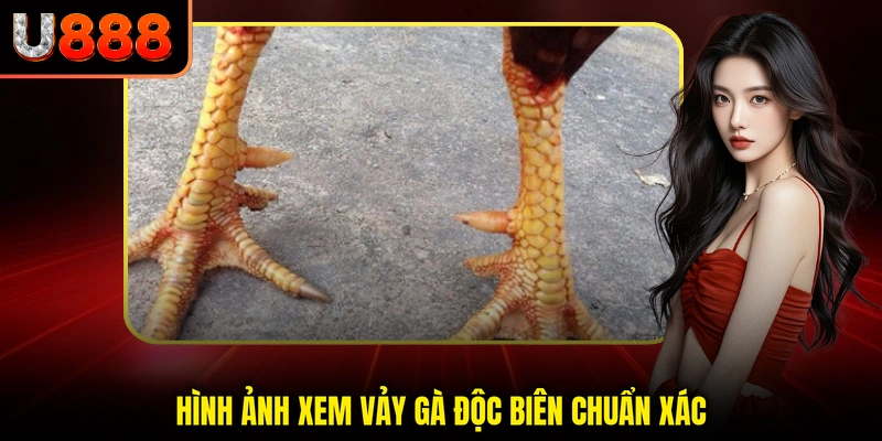 Hình ảnh xem vảy gà độc biên chuẩn xác